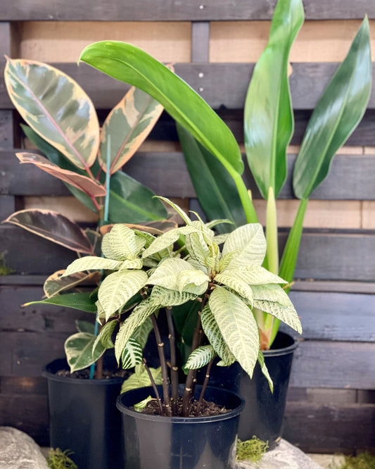 Flowersetc, Floral, Bouquet, Flowers, Gifts, Posy, Posey, Wellington, Lower Hutt, Upper Hutt, Petone, Eastbourne, Bright, Pastel, Florist, Florists, Creative, Flair, custom, bespoke, bunch, bunches, scent, plants, Indoor, wedding, sympathy, funeral, arrangement, floral, seasonal, excellent, elegant, prestige, buttonhole, corsage, gifts for mum, gifts for girlfriend, gifts for friends, hoya, plants