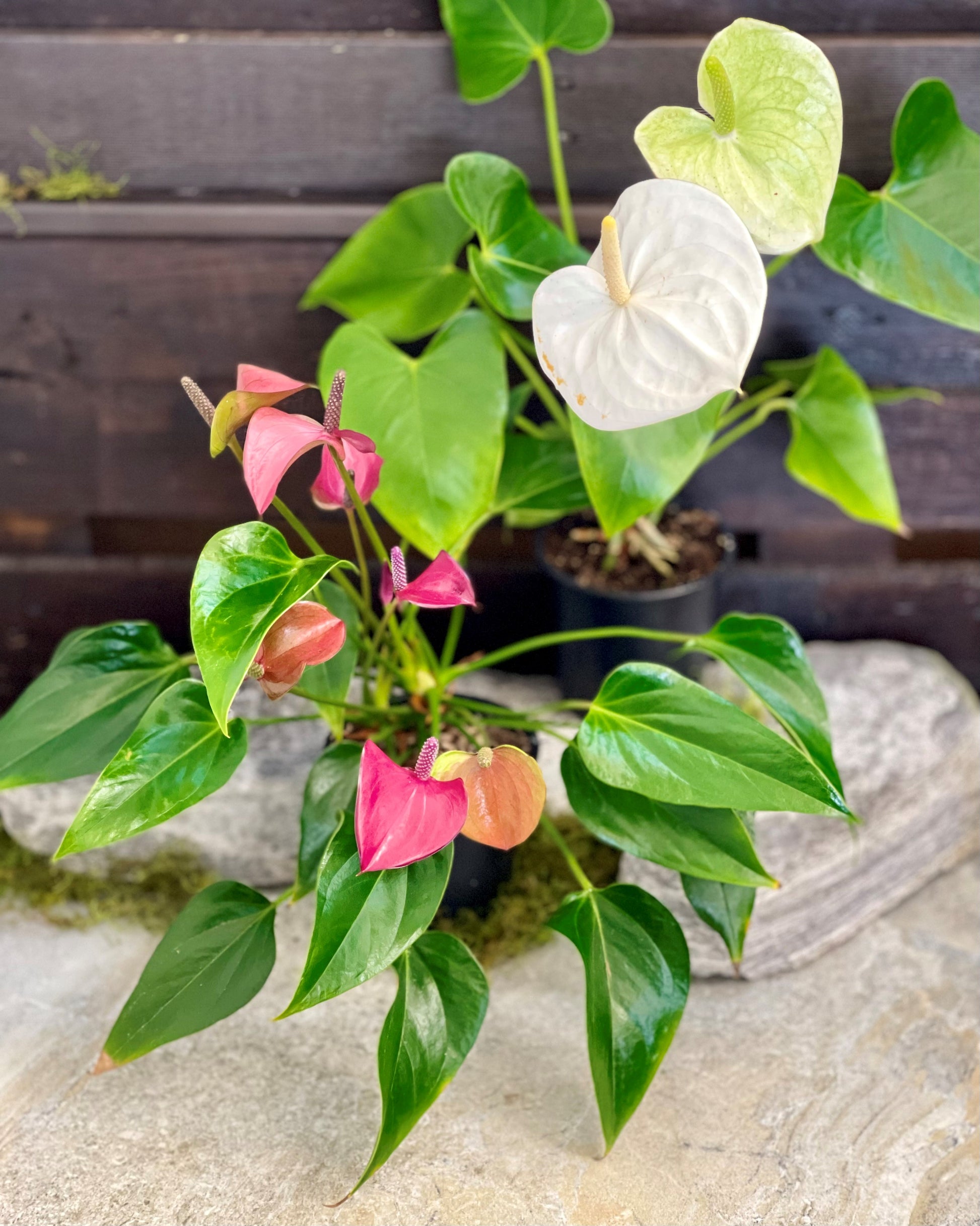 pastel anthurium Anthurium