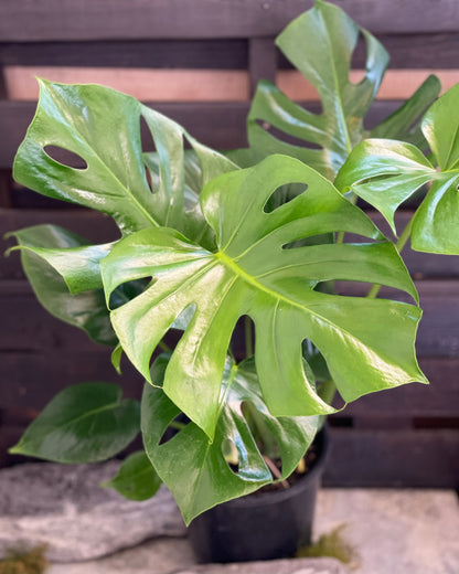 Flowersetc, Floral, Bouquet, Flowers, Gifts, Posy, Posey, Wellington, Lower Hutt, Upper Hutt, Petone, Eastbourne, Bright, Pastel, Florist, Florists, Creative, Flair, custom, bespoke, bunch, bunches, scent, plants, Indoor, wedding, sympathy, funeral, arrangement, floral, seasonal, excellent, elegant, prestige, buttonhole, corsage, gifts for mum, gifts for girlfriend, gifts for friends, hoya