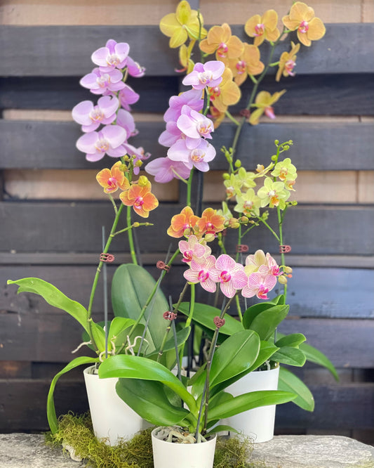 Flowersect, Floral, Bouquet, Flowers, Gifts, Posy, Posey, Wellington, Lower Hutt, Upper Hutt, Petone, Eastbourne, Bright, Pastel, Florist, Florists, Creative, Flair, custom, bespoke, bunch, bunches, scent, indoor, plant, orchid