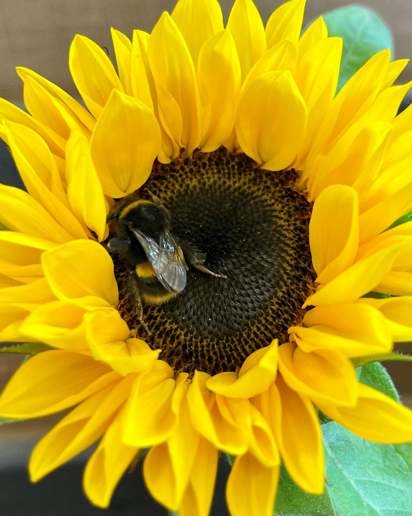 Bee's Buzzy Bliss