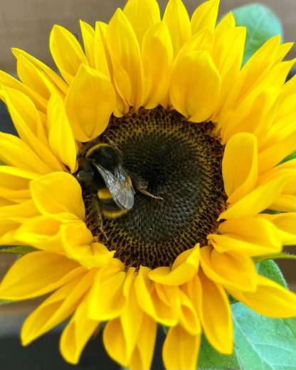 Bee's Buzzy Bliss