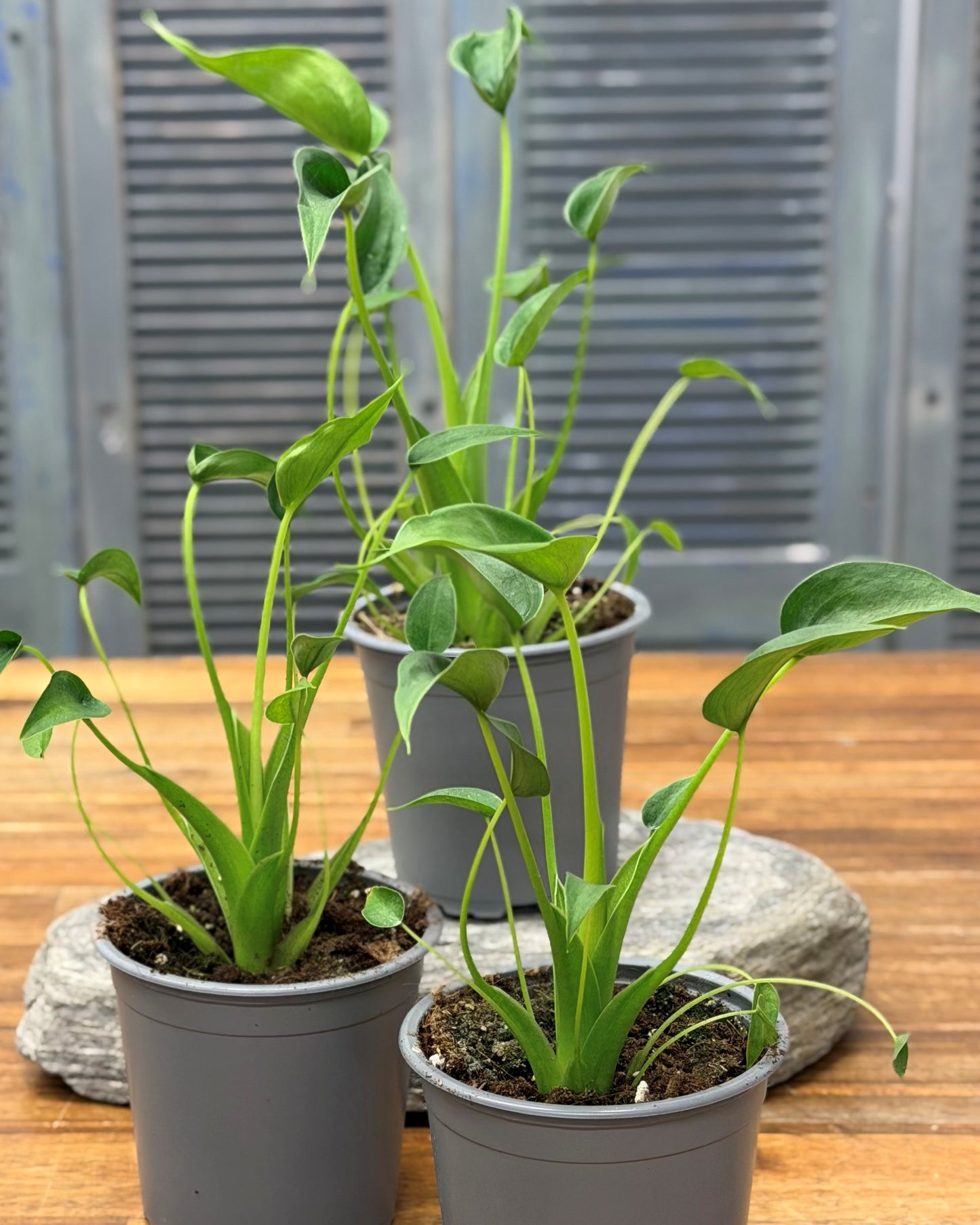 Flowersetc, Floral, Bouquet, Flowers, Gifts, Posy, Posey, Wellington, Lower Hutt, Upper Hutt, Petone, Eastbourne, Bright, Pastel, Florist, Florists, Creative, Flair, custom, bespoke, bunch, bunches, scent, plants, Indoor, wedding, sympathy, funeral, arrangement, floral, seasonal, excellent, elegant, prestige, buttonhole, corsage, gifts for mum, gifts for girlfriend, gifts for friends, hoya, Elton john