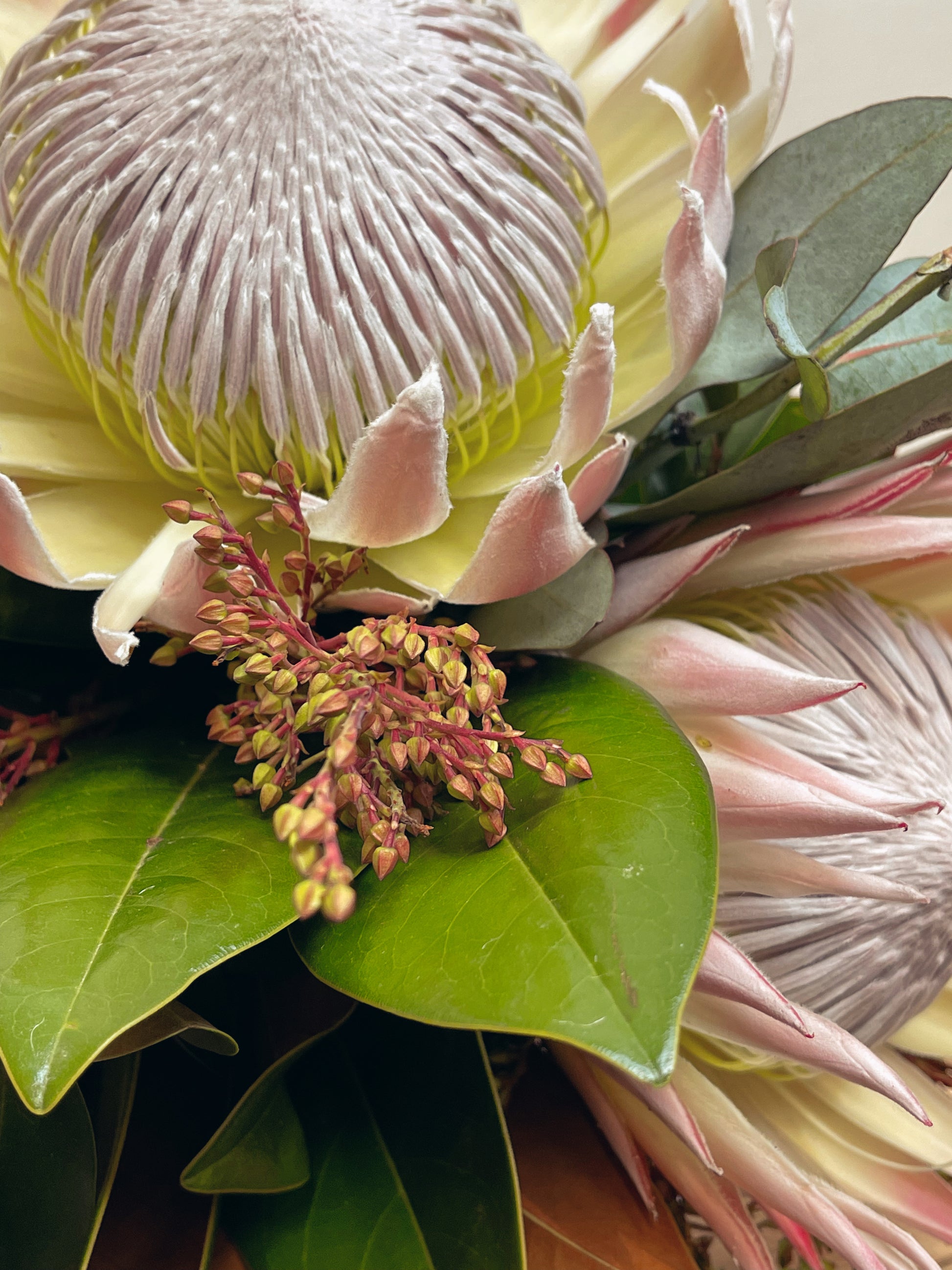 Flowersect, Floral, Bouquet, Flowers, Gifts, Posy, Posey, Wellington, Lower Hutt, Upper Hutt, Petone, Eastbourne, Bright, Pastel, Florist, Florists, Creative, Flair, custom, bespoke, bunch, bunches, scent, protea